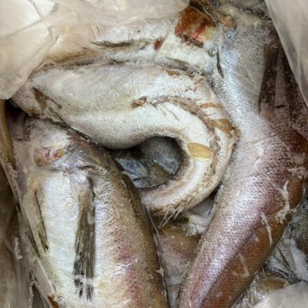 Panla/Hake Fish