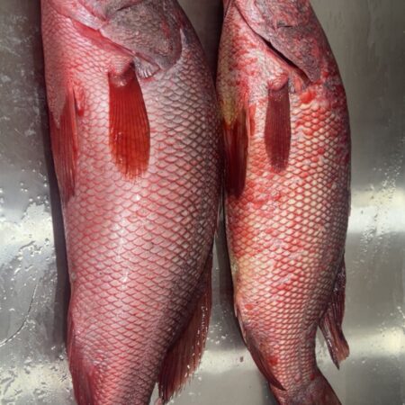 Red Snapper Fish