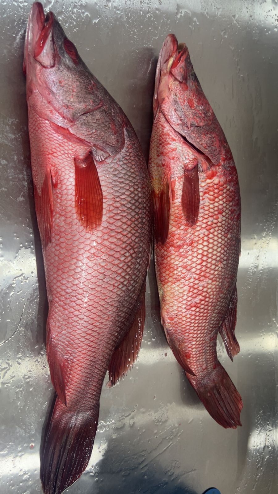 Red Snapper Fish