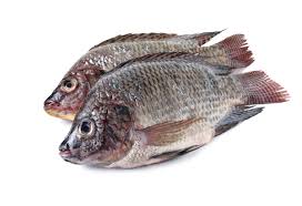 Tilapia Fish - Image 3