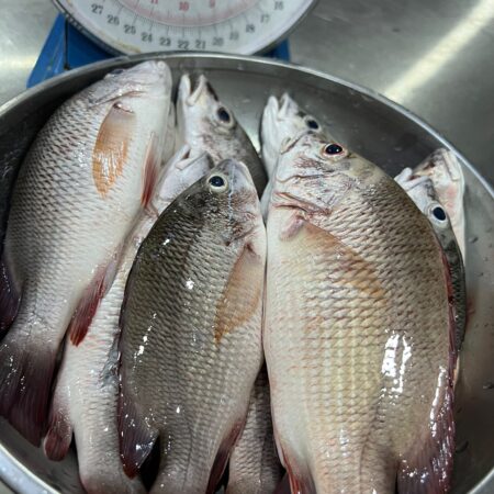 Red Snapper Small Size
