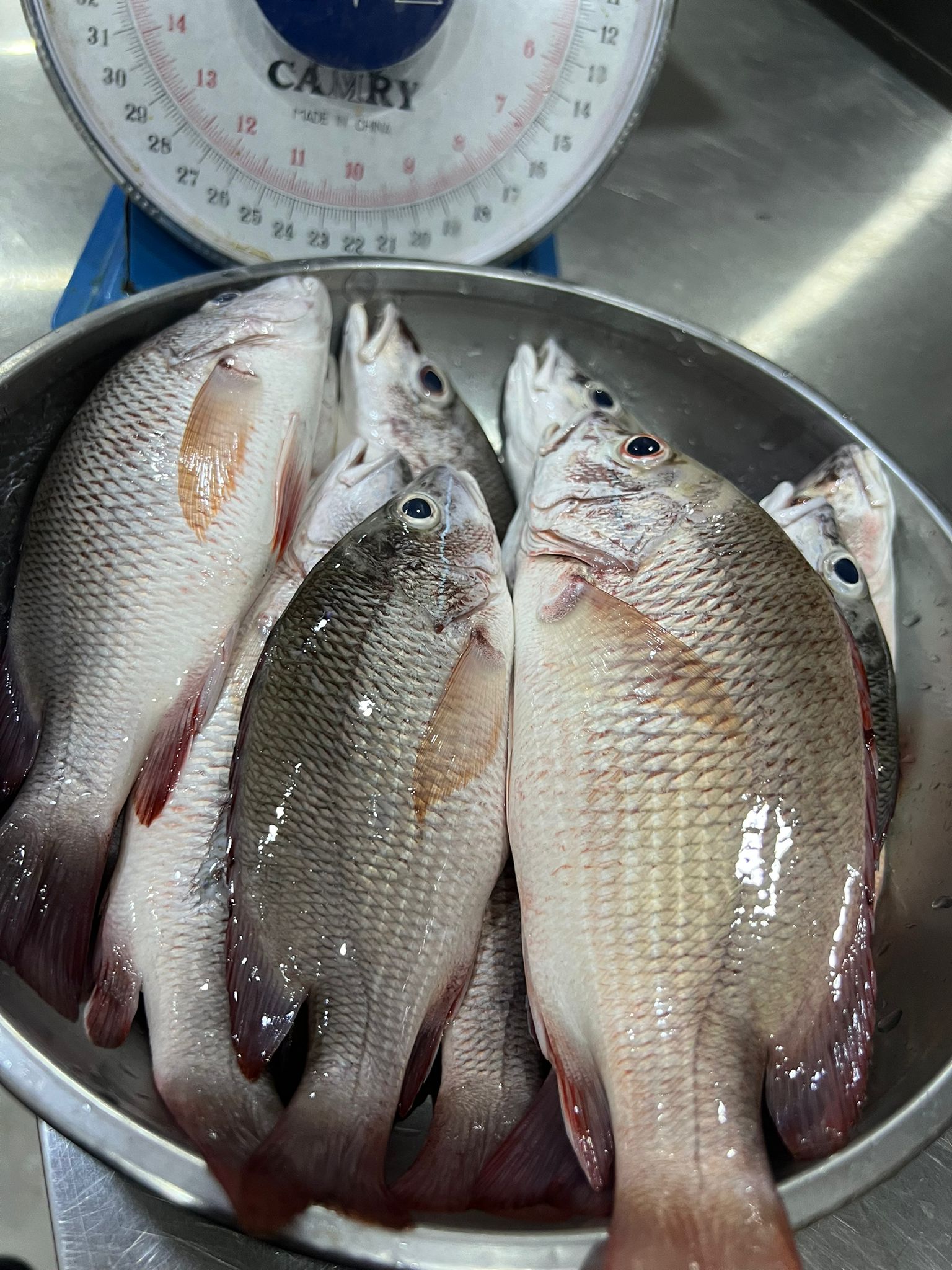 Red Snapper Small Size