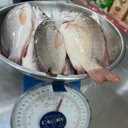 Red Snapper Small Size