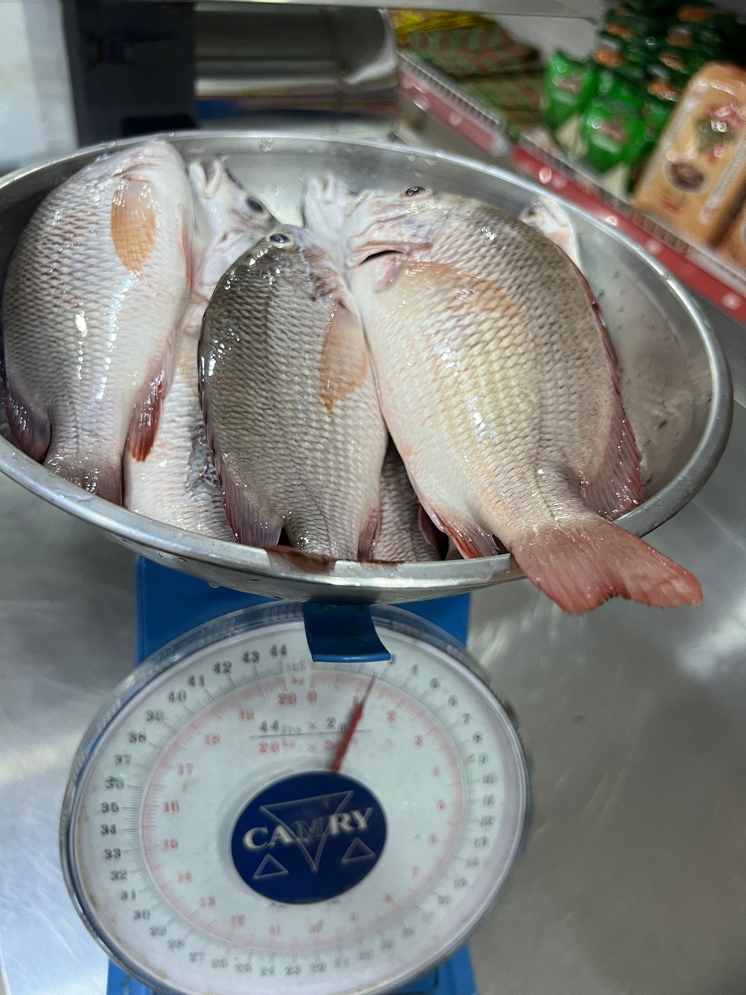 Red Snapper Small Size