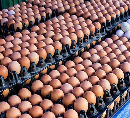 Farm Fresh Eggs