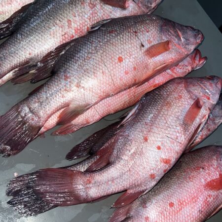 Red Snapper Fish Up to 1.4KG